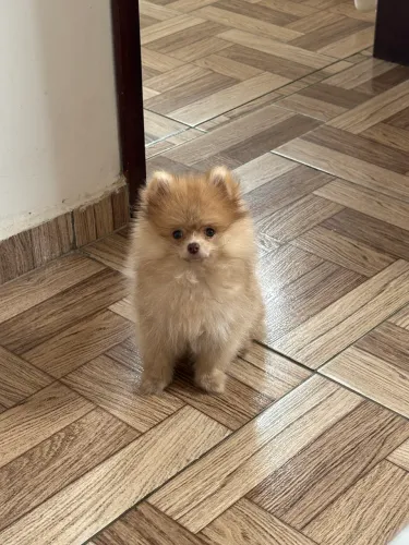 Spitz Alemão 