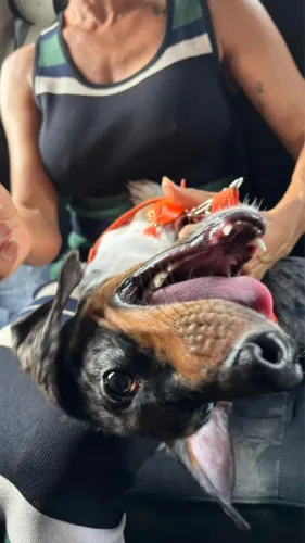VENDE-SE BASSET DACHSHUND ARLEQUIM PRATA