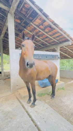 Cavalo