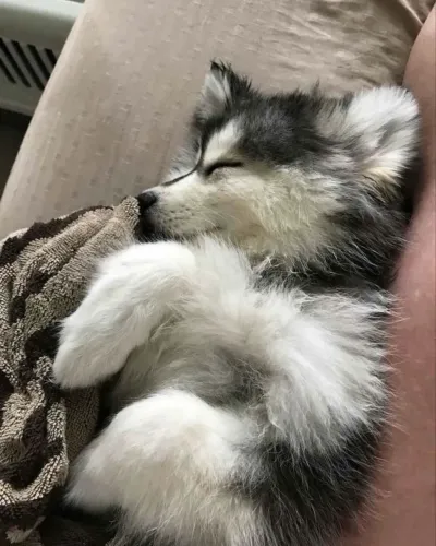 HuskySiberiano filhote?¿ Garanta o seu dog hoje