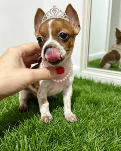 Pinscher Fêmea Encantadora e Esperta