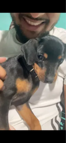 Cachorrinho pinsher