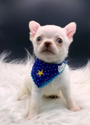 Chihuahua