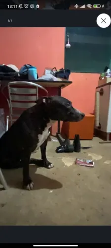 PITBULL FEMEA PARA ADOÇÃO