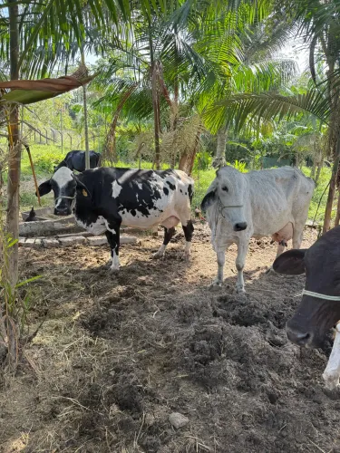 Vacas Leiteiras à Venda - Gado de Qualidade e Boa Produção de Leite