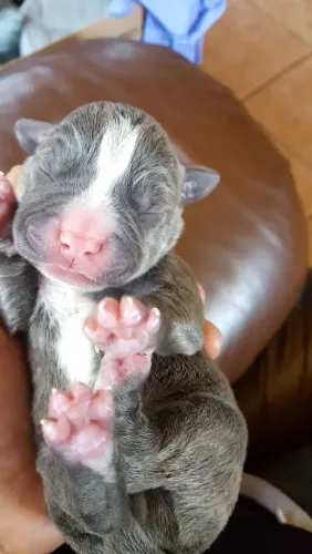Filhotes Pit bull