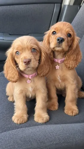 Cocker spaniel inglês