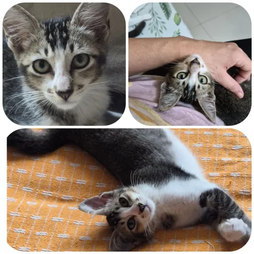 Gatinho fofo para adoção