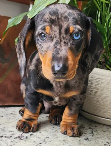 Teckel/Dachshund Lindos e Espertos