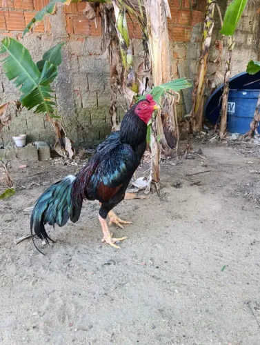 Vendo galo mura 