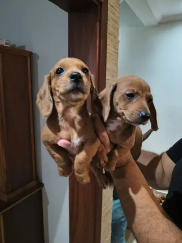 Filhotes de salsicha 