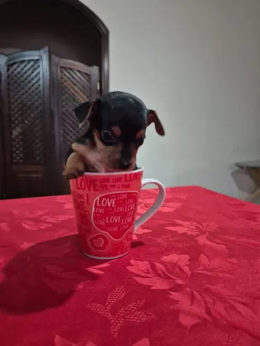 Pinscher macho Promo.
