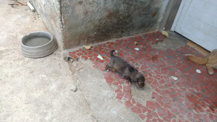 Doa -se cães e filhotes