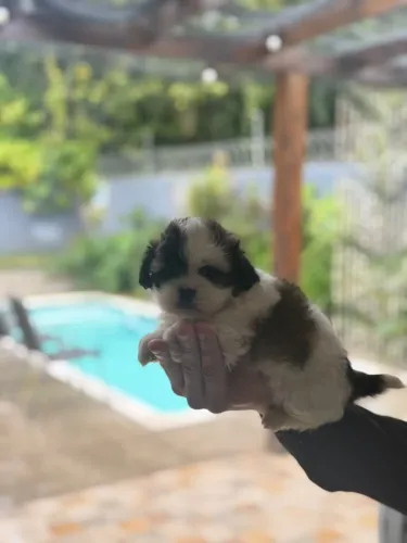 Shih Tzu