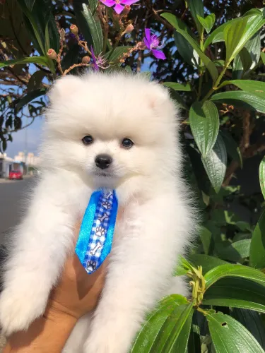 Lulu da pomerania branco
