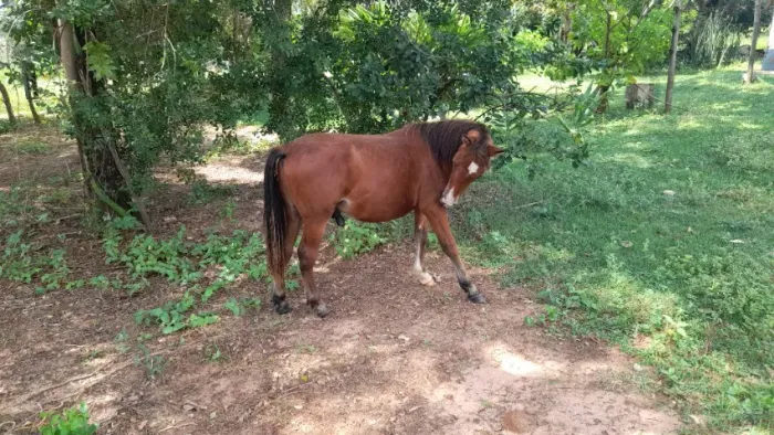 Mini potro