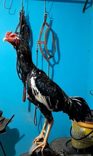Galo Pintado