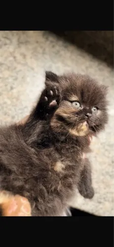 Gato 