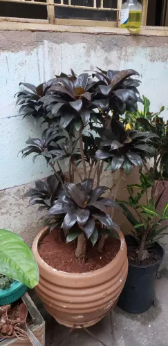 Vaso de planta