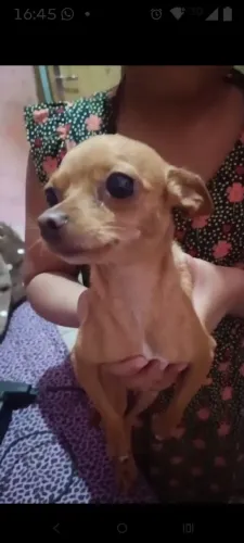 Cachorra