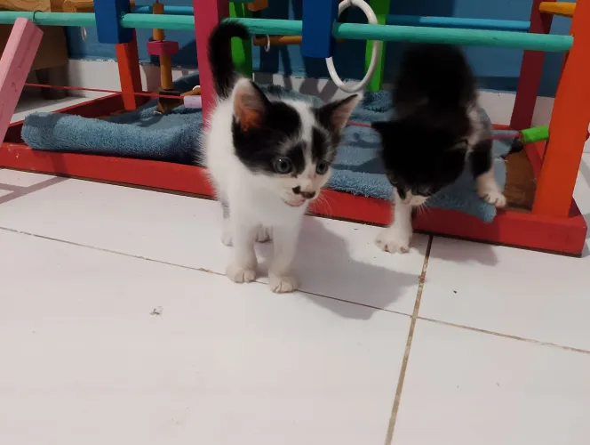 Filhotes de gatinhos para adoção responsável.