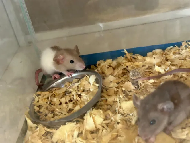Hamster sirio 