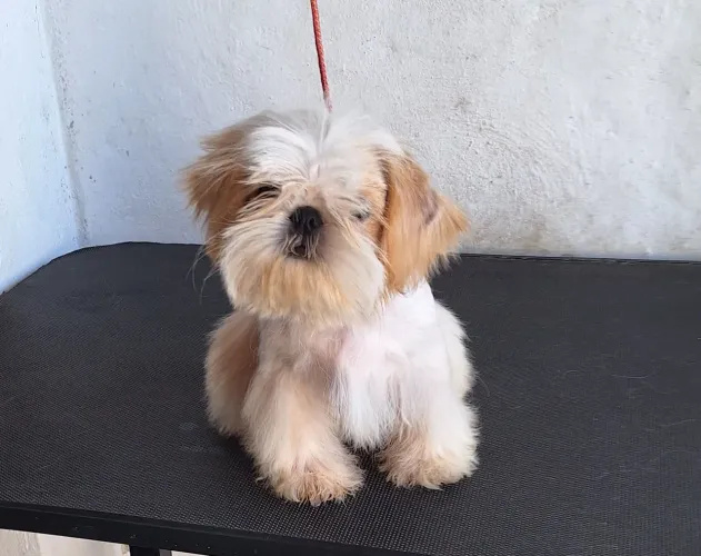 Shih tzu macho com pedigree 