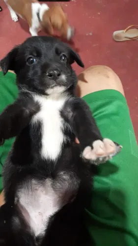 Doar se cachorrinha
