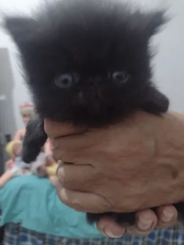 Vende se gato persa show 