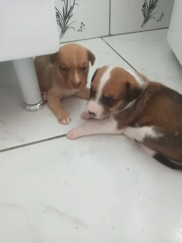Pet para adoção