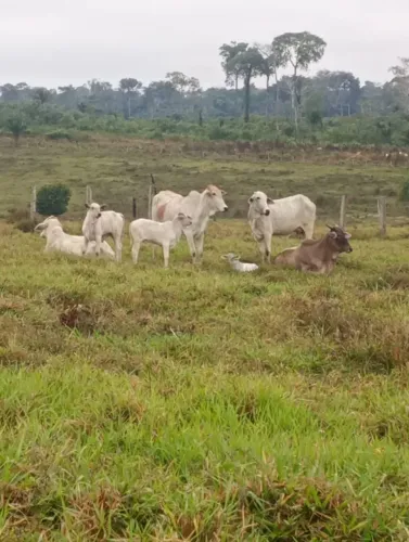 Novilha de primeira cria com bezerro macho no pé bezerro tem 2 meses