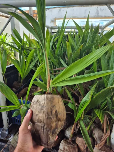 Vendo mudas de coco anão 