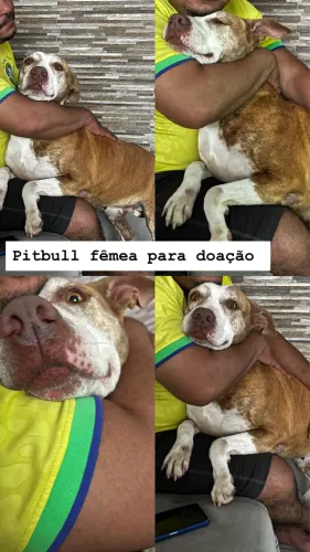 Doação de pitbull fêmea