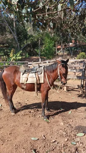 Cavalo manso serve até pra mulher andar