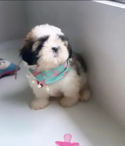 Shihtzu puro
