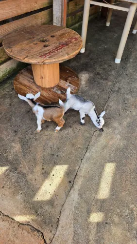 Mini cabra / mini bode / Pet
