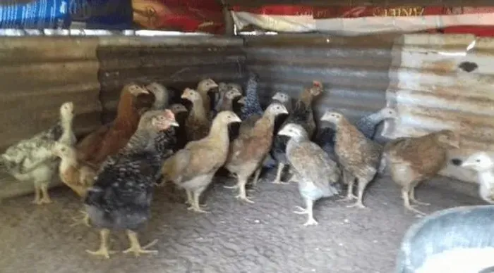 Vendo Galinha e Ganhe Galizé de Brinde