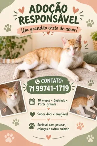 Gato