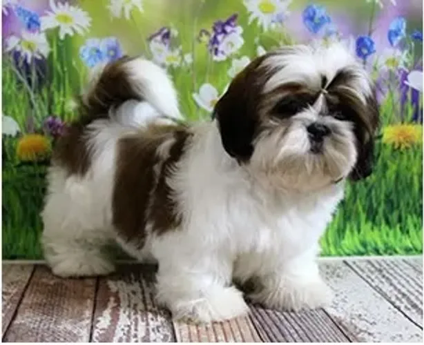 Shih-Tzu Macho Chocolate: O Aconchego Que Você Procura!