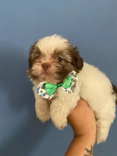 Filhote de Shih Tzu para levar amor