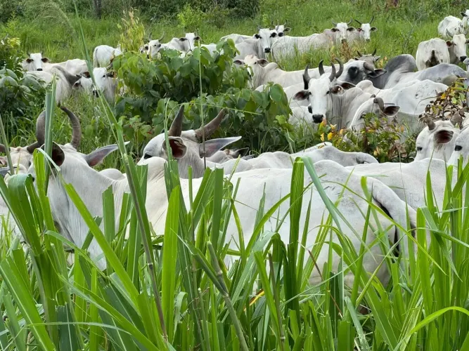 Fazenda para venda possui 1302 hectares, com 1000 ha. de pastos para gado