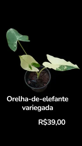 Alocasia orelha de elefante variegada