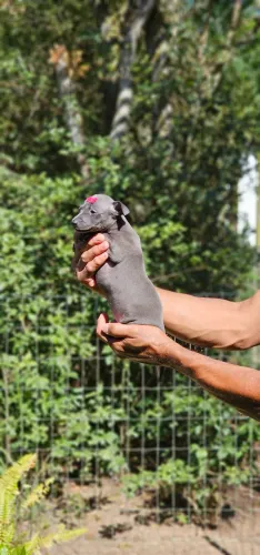Galgo Italiano Femea - Raridade