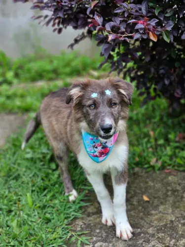 Border Collie | Fêmea R$3.000