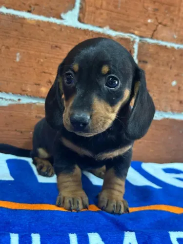 Filhotes de Dachshund na cor Preto e Castanho