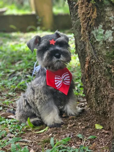 Schnauzer Miniatura | 18/12 Última Rota do Ano 