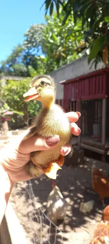 Venda de aves 