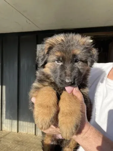 Pastor Alemão O Cão Perfeito para Quem Busca um Amigo Fiel!