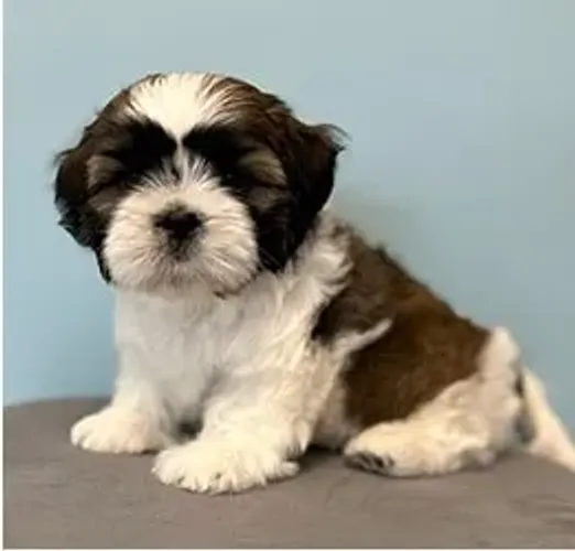 Shih-Tzu Fêmea Bege: Carinho e Beleza em Cada Detalhe!