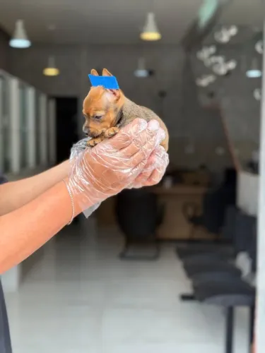 Pinscher Puro - Vacinados e Vermifugados-Pedigree - Garantia de Saúde